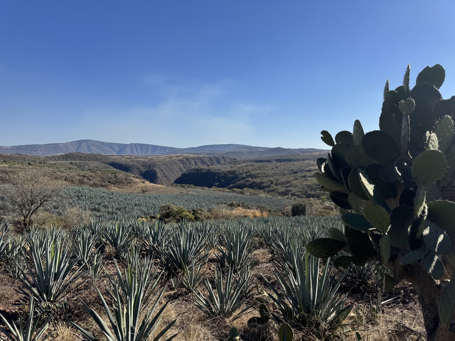 Agave rows and a cactus overlooking a canyon