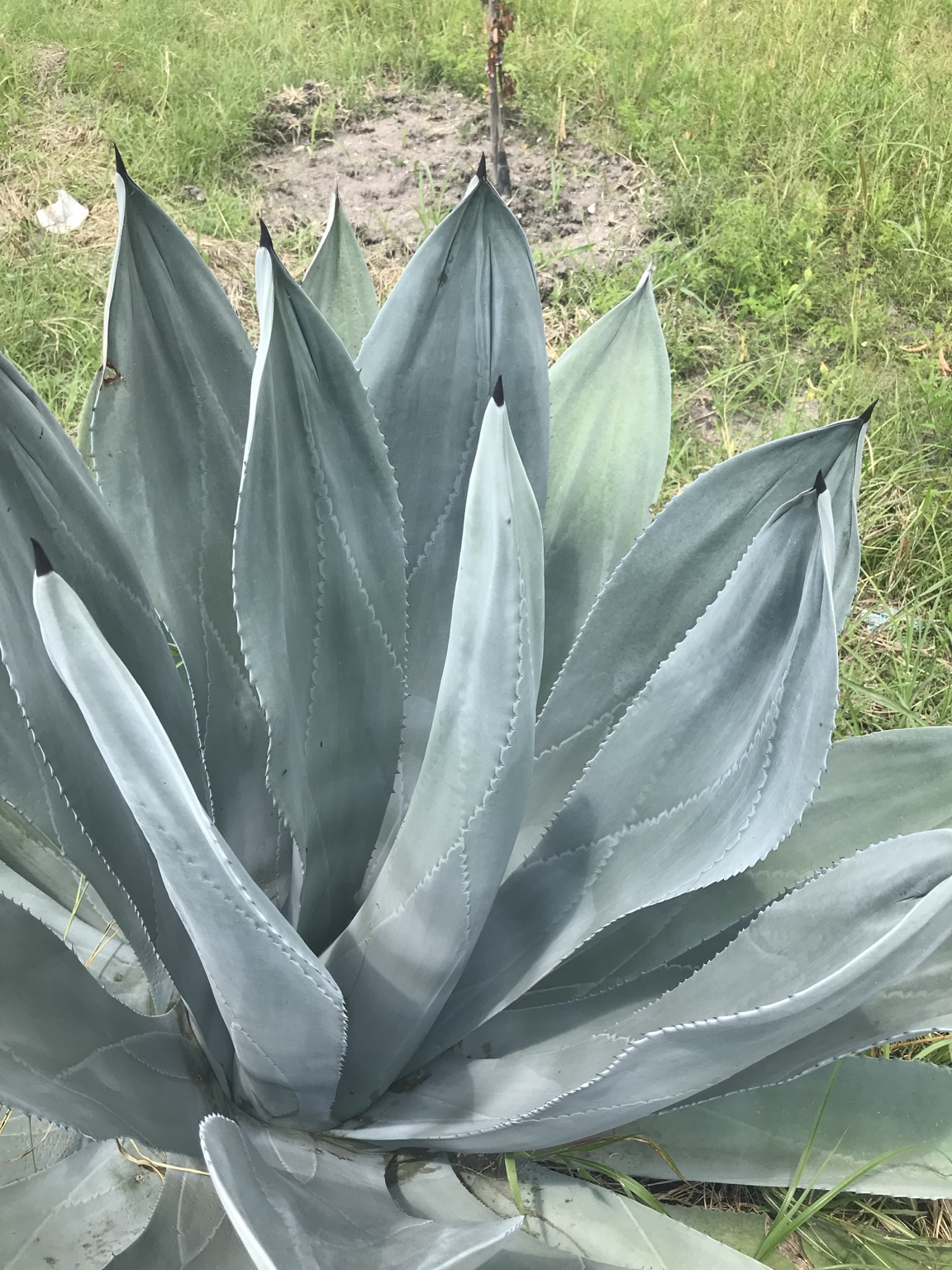 Close-up of broad silver-green agave leaves