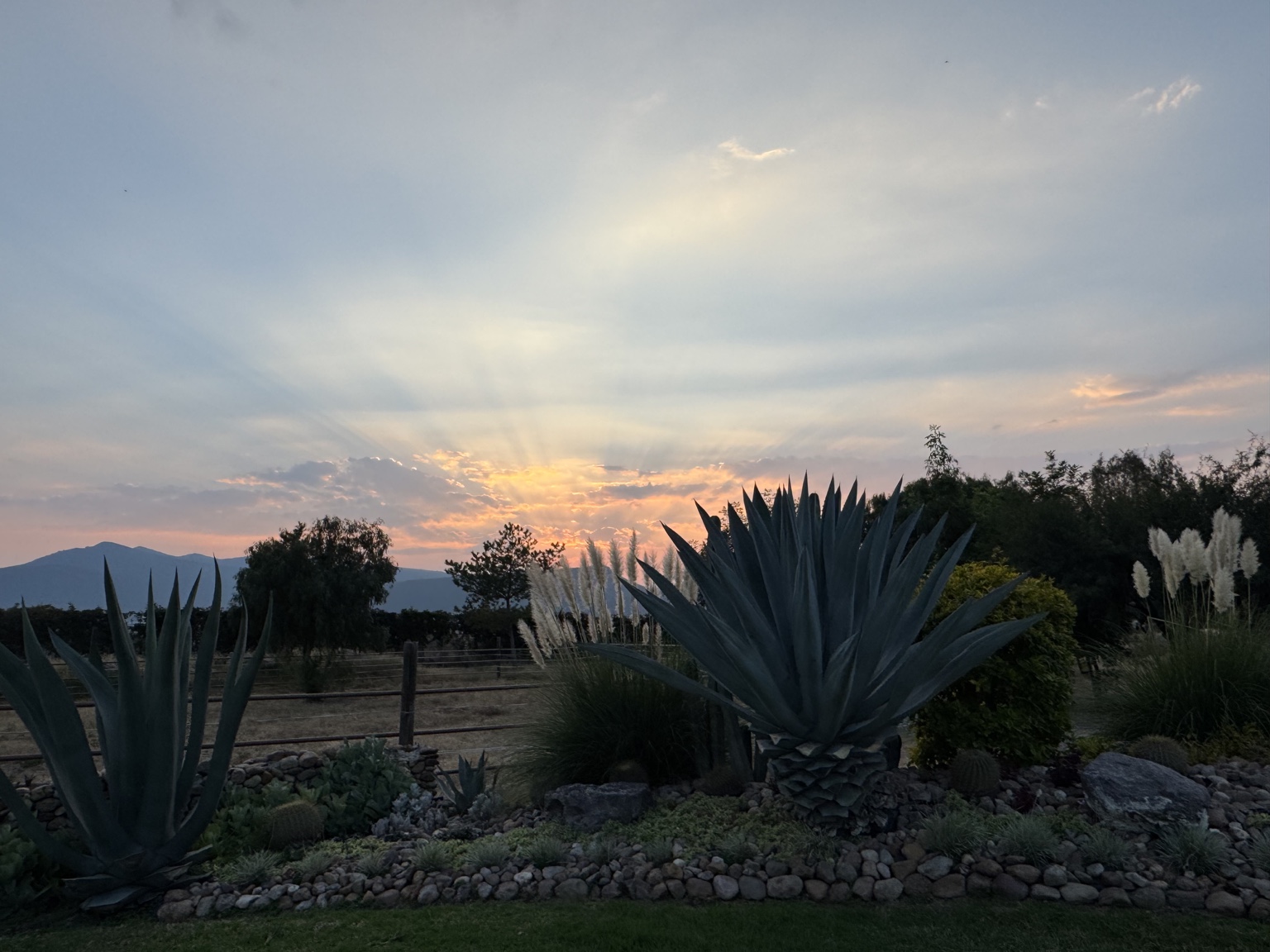 Agave silhouetted beneath evening sun rays