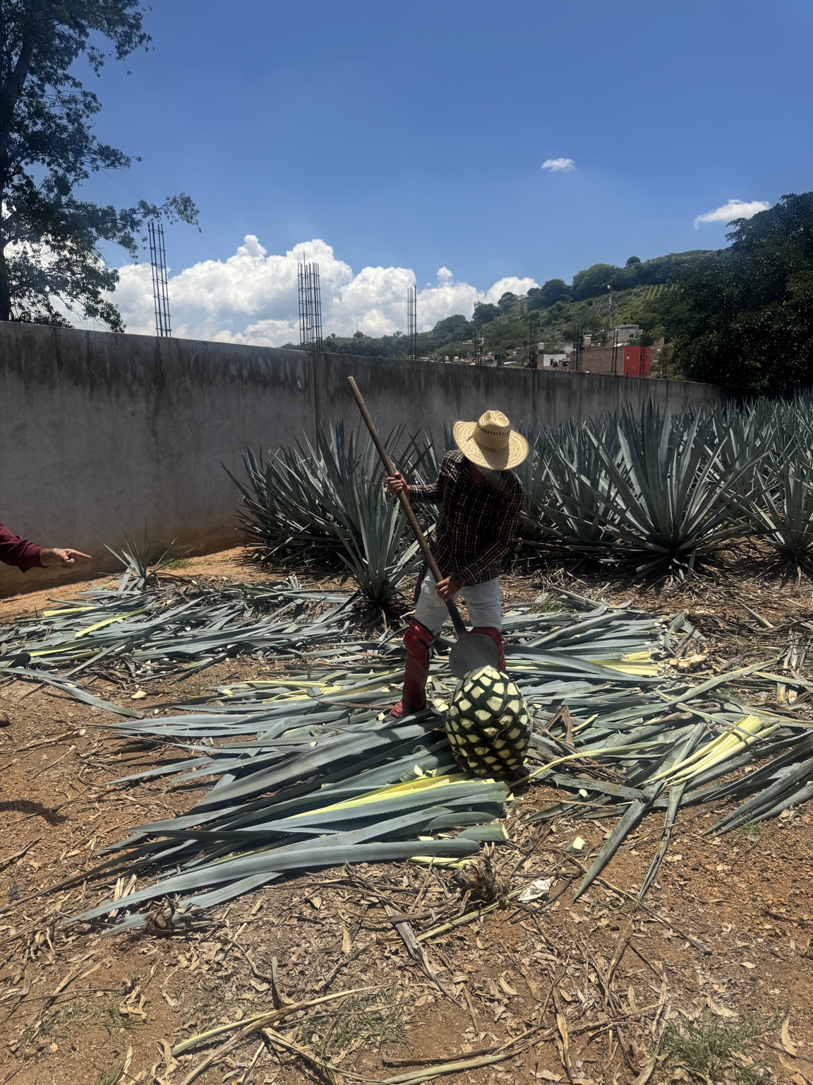 A person trimming the leaves from an agave core
