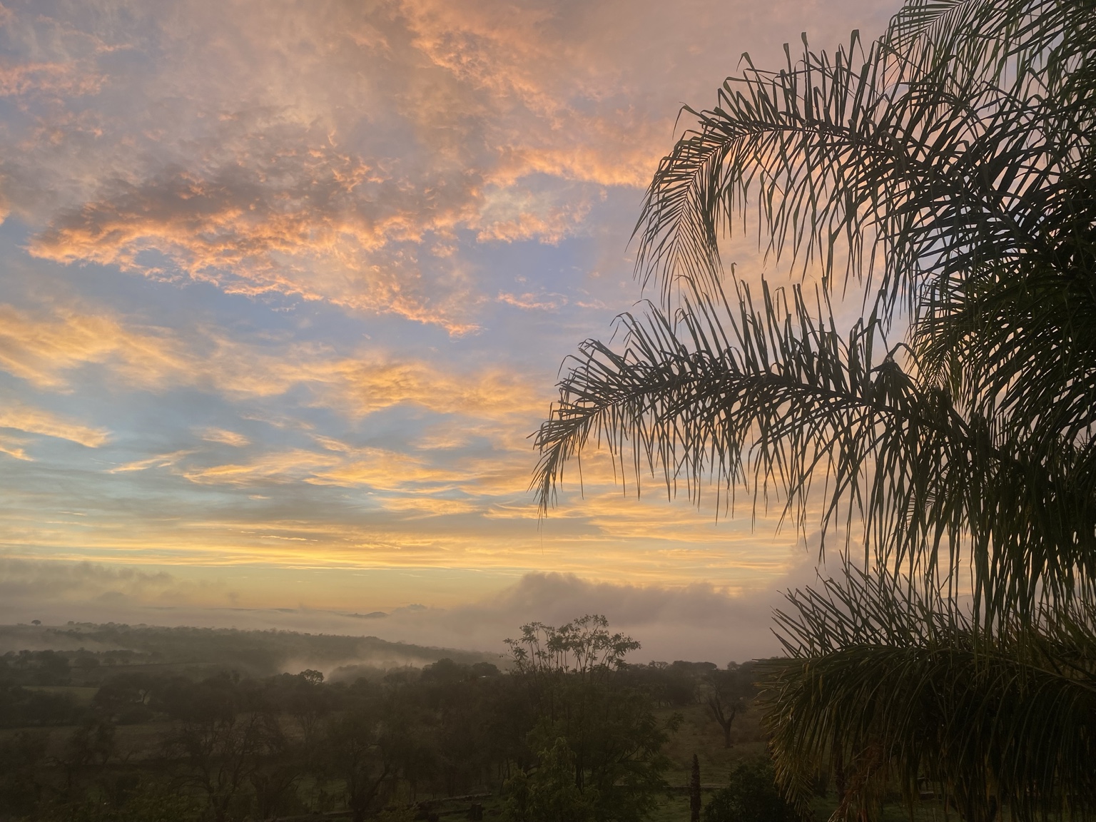 Golden clouds above a misty landscape and palm fronds